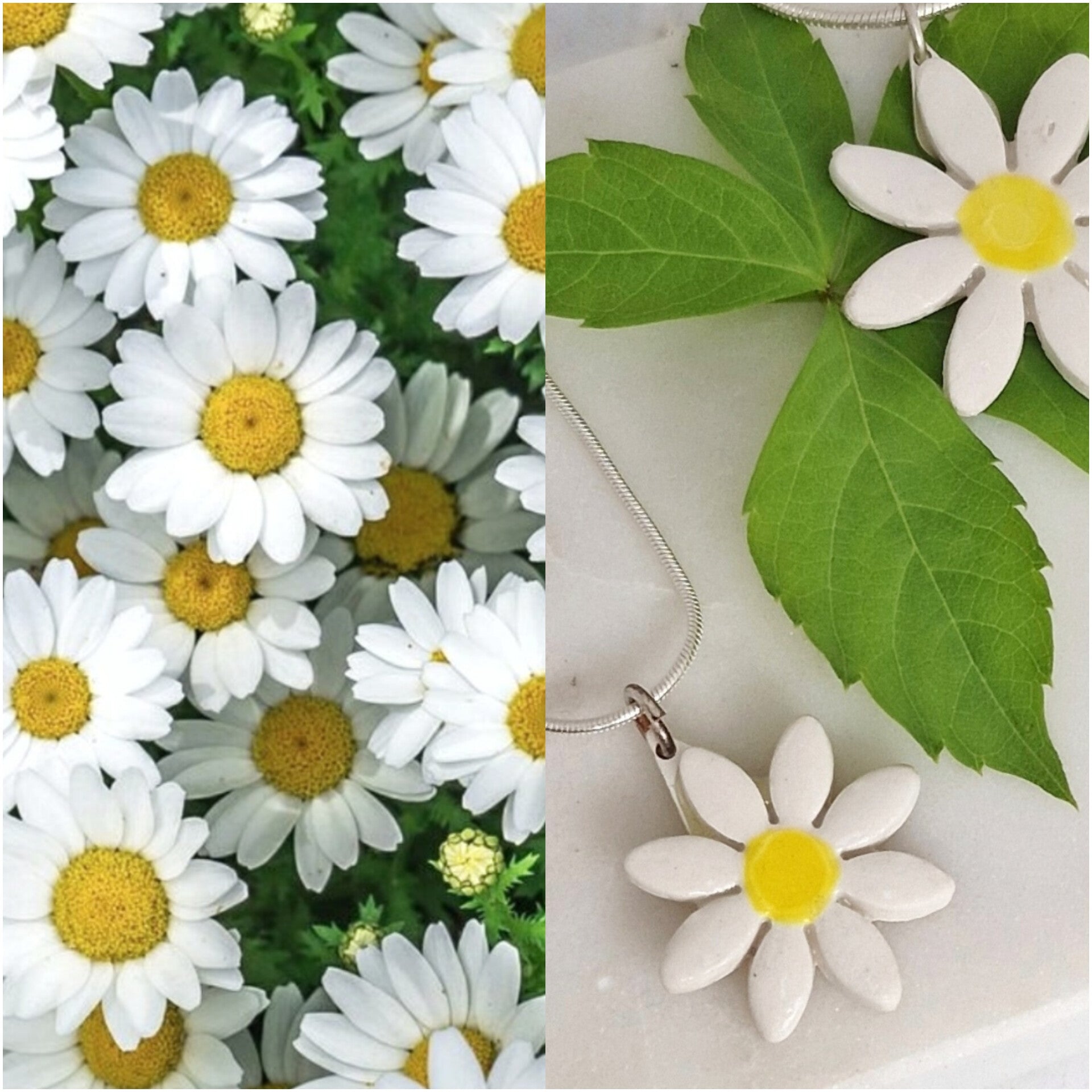 Coleccción Margaritas